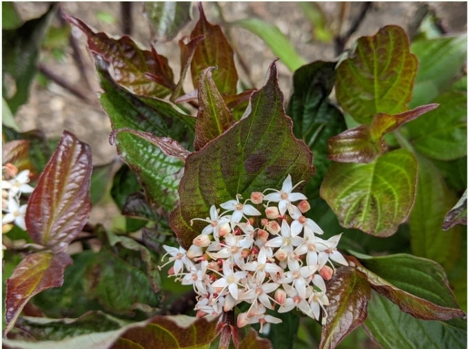 Cornus' Kesselring Dogwood