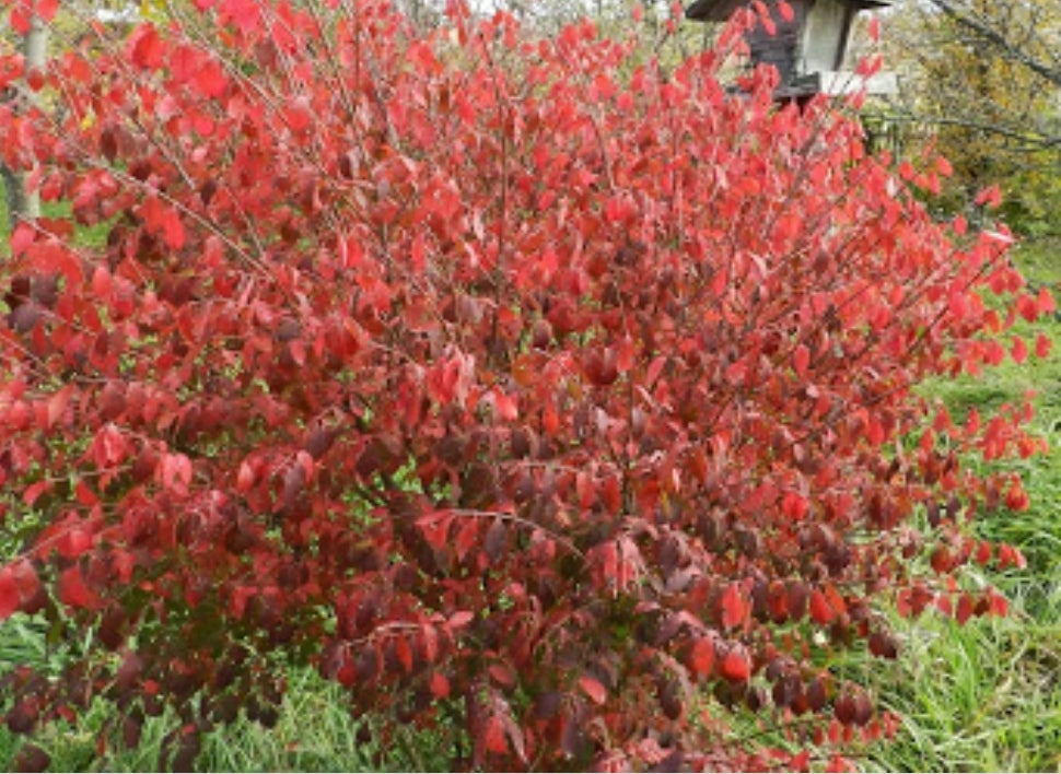 Cornus' Red Gnome Dogwood Shrub