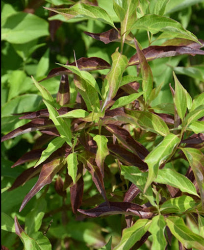 Cornus' Red Gnome Dogwood Shrub