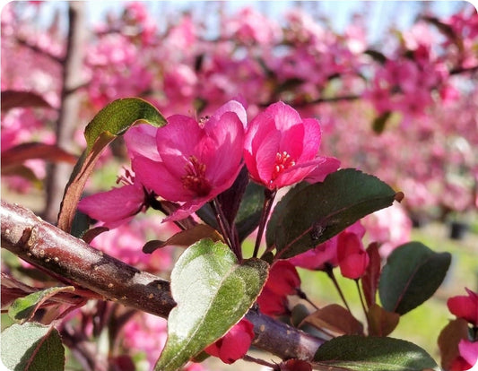 Malus' Royal Raindrops Flowering Crabapple Tree