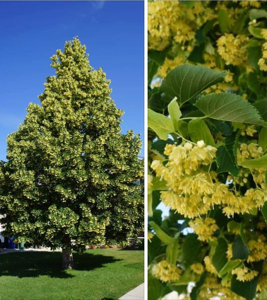 Tilia' Dropmore Linden Tree