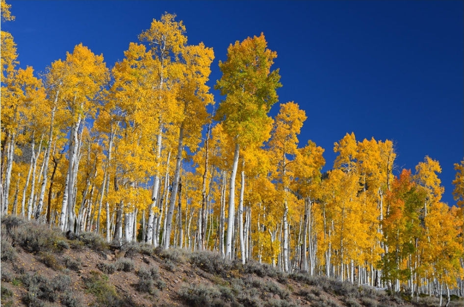 Populus' Quaking Trembling Aspen Tree