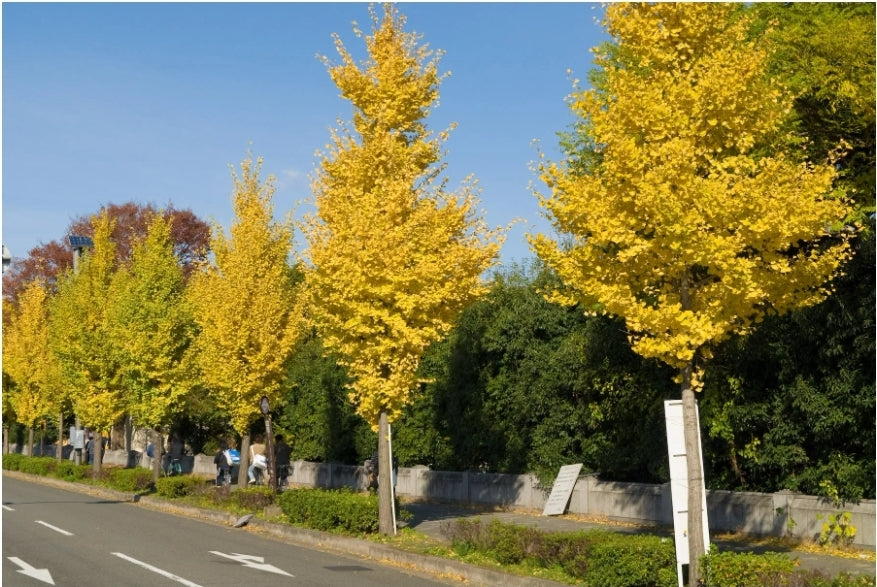 Ginkgo' Magyar Maidenhair Tree