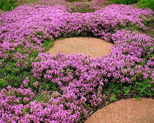 Thymus' Pink Chintz Creeping Thyme