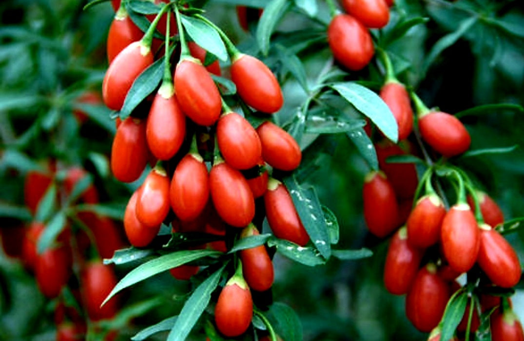 Lycium' Cold Hardy Goji Berry