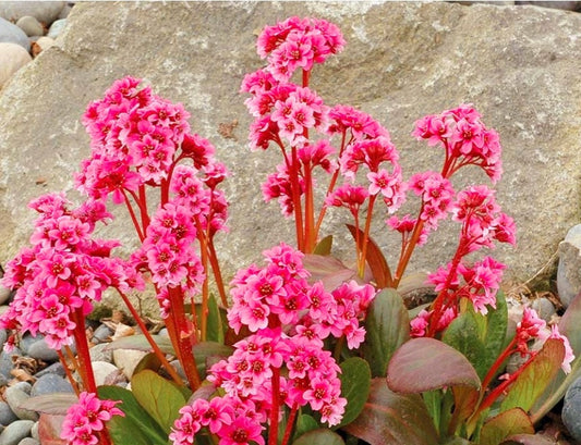 Bergenia' Pink Dragonfly