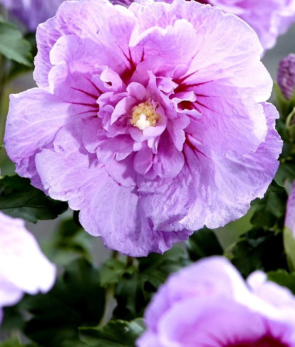 Hibiscus' Lavender Chiffon® Hibiscus