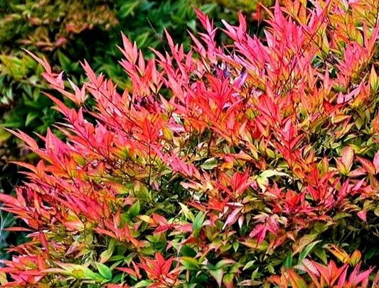 Nandina' Gulf Stream Heavenly Bamboo