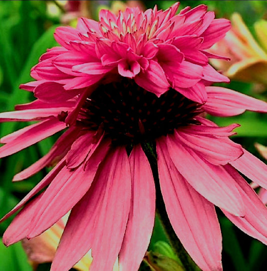 Echinacea' Double Decker Coneflower