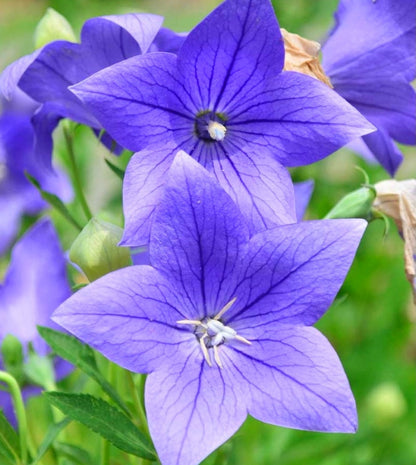 Platycodon' POP STAR™ Blue Balloon Flower