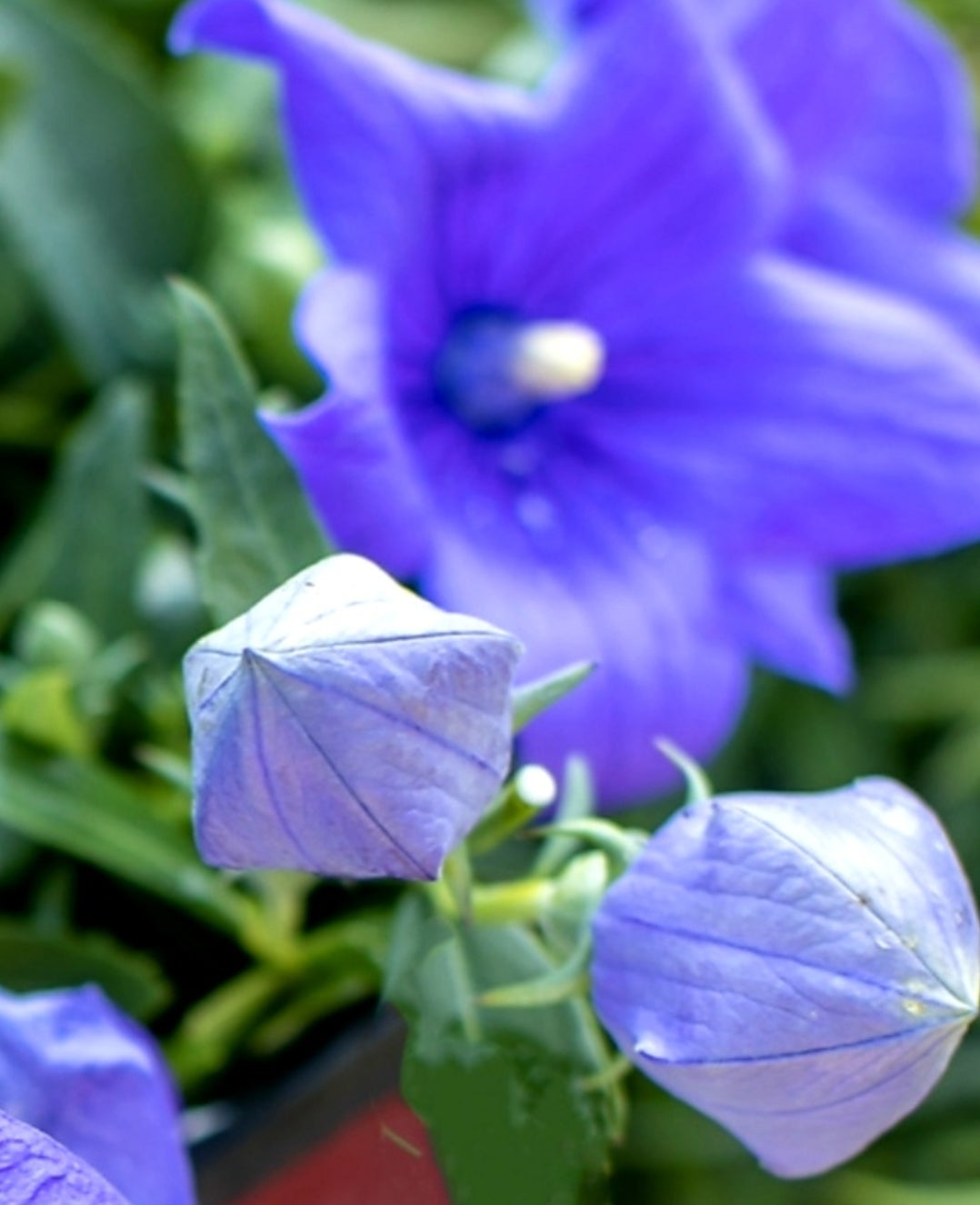 Platycodon' POP STAR™ Blue Balloon Flower