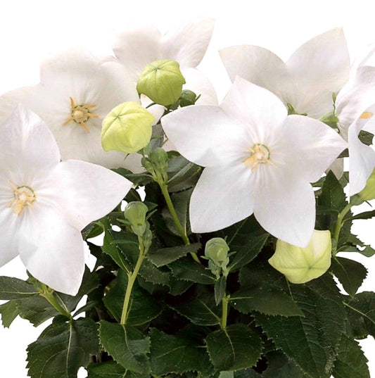 Platycodon' POP STAR™ White Balloon Flower