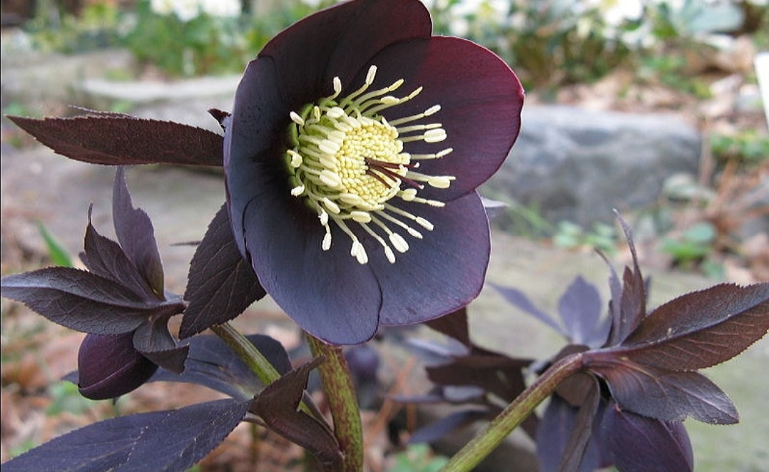 Helleborus' Ruse Black