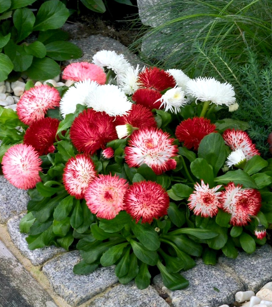 Bellis' Habanera Mix English Daisy