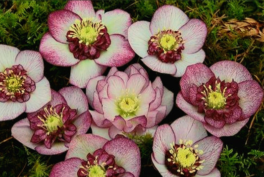 Helleborus' Cherry Blossom