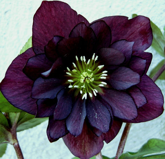 Helleborus‘ Mardi Gras Double Purple Mystique