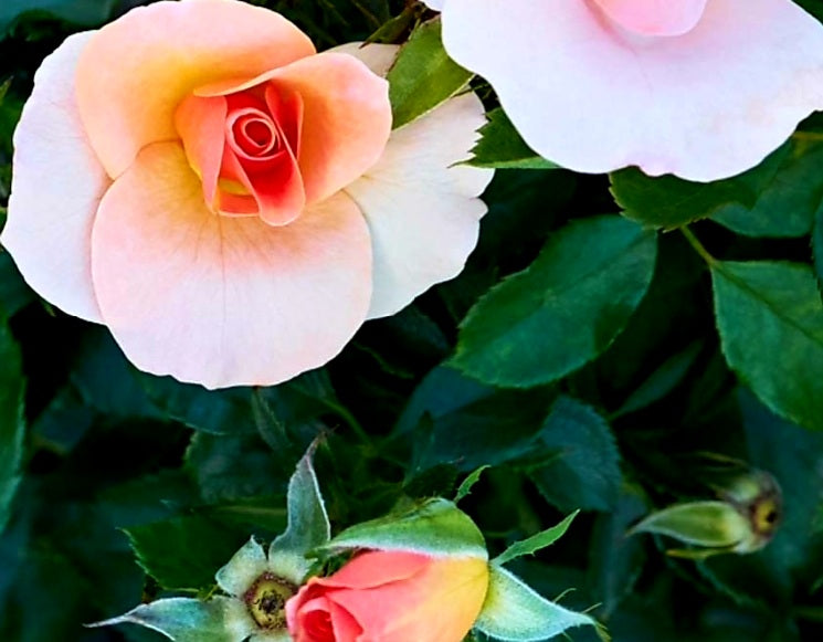 Rosa' Chinook Sunrise™ Rose