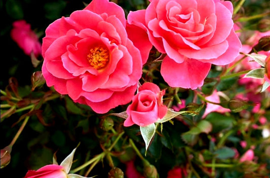 Rosa' Aurora Borealis™ Rose