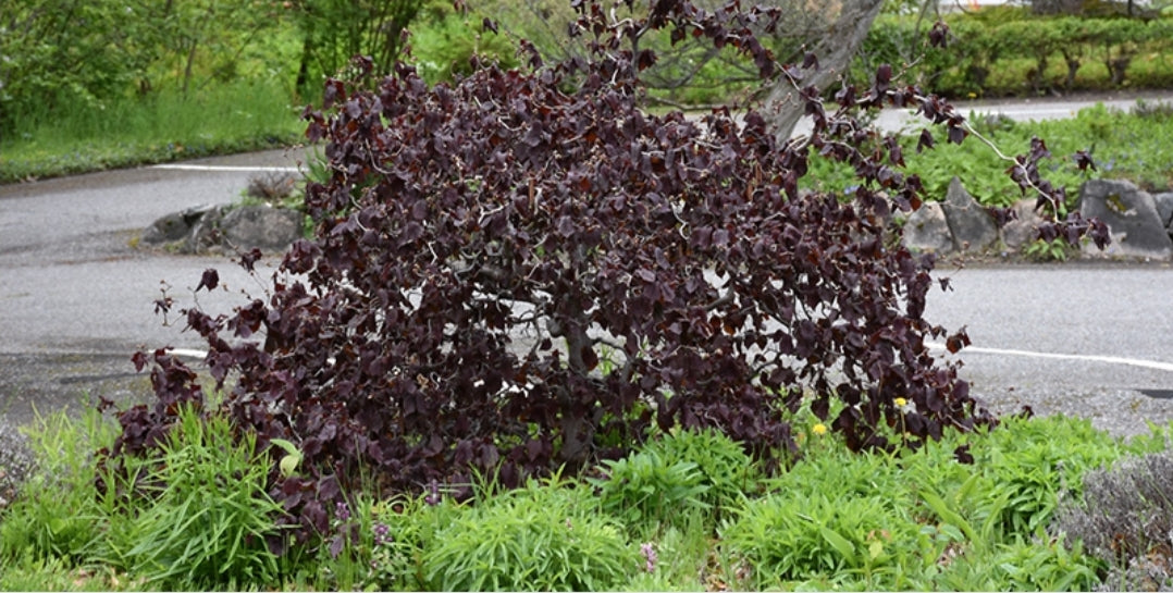 Corylus' Red Majestic Contorted Filbert Hazelnut (Harry Lauders Walking Stick)