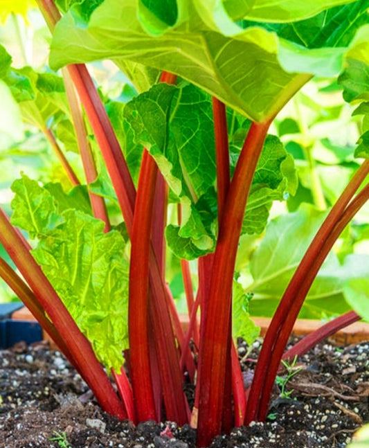 Rheum' Strawberry Red Rhubarb