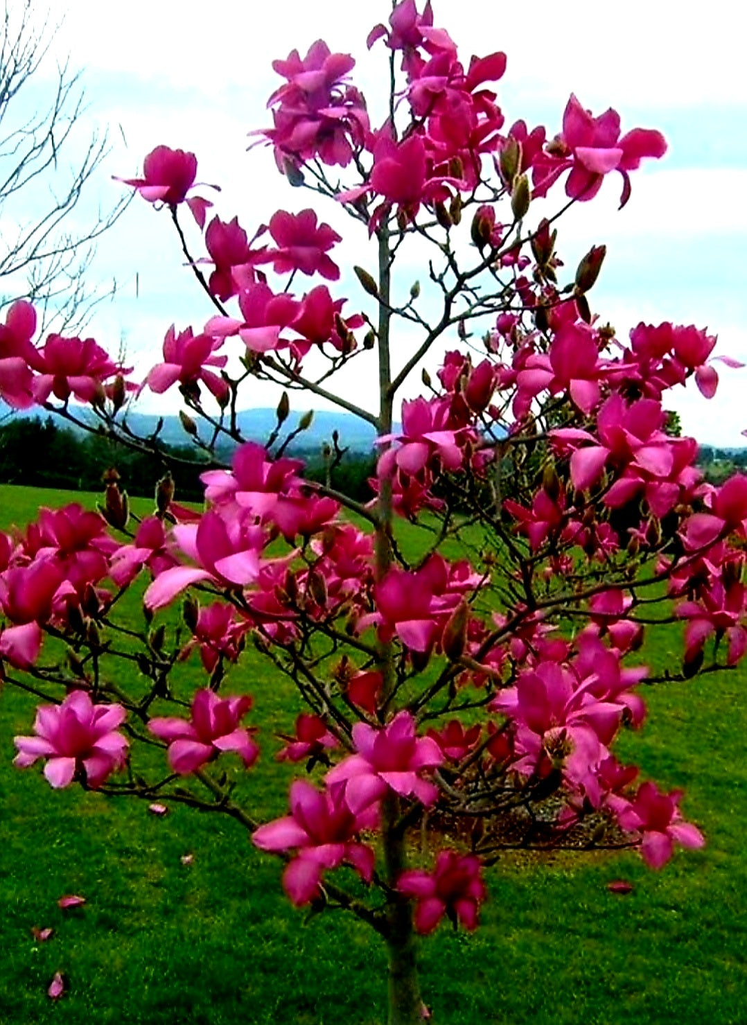 Magnolia' Vulcan