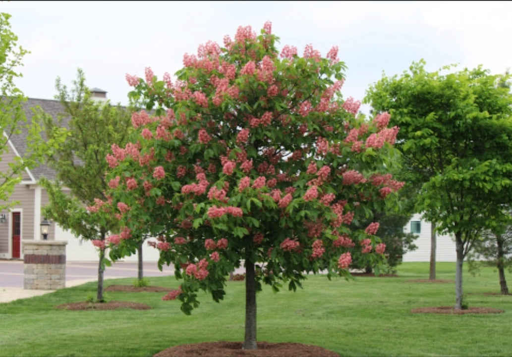 Aesculus' Fort McNair Horse Chestnut Tree