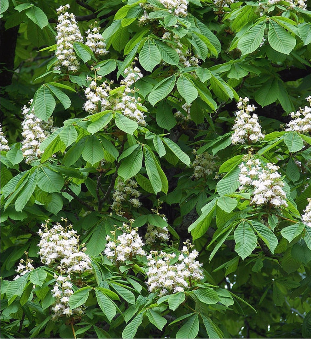 Aesculus' Ohio Buckeye Tree