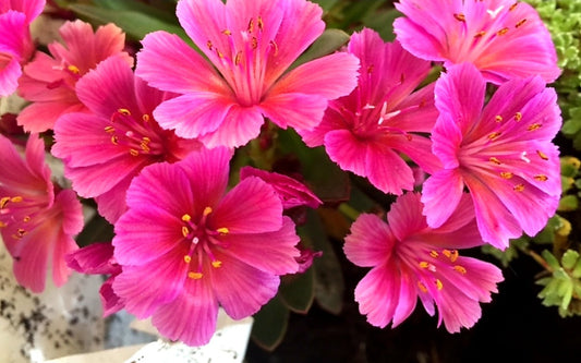 Lewisia' Little Raspberry (Bitterroot)