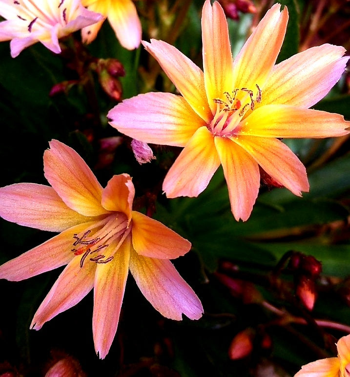 Lewisia' Little Peach (Bitterroot)