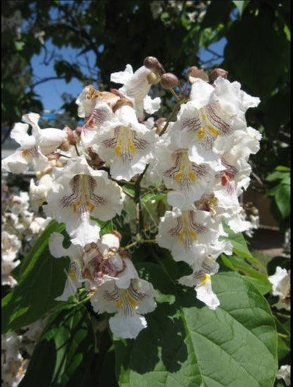 Catalpa' Northern Catalpa Tree