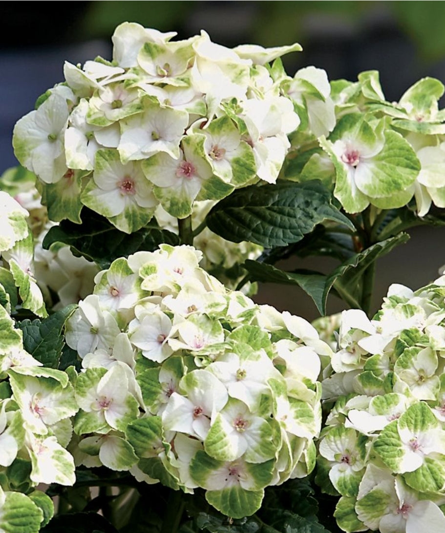 Hydrangea' Everlasting® Noblesse