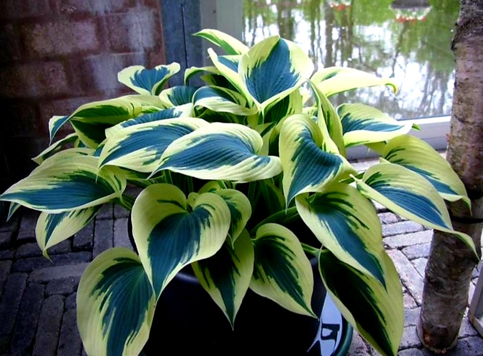 Hosta' Blue Ivory