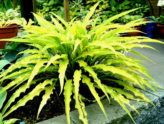 Hosta' Curly Fries Specialty Hosta