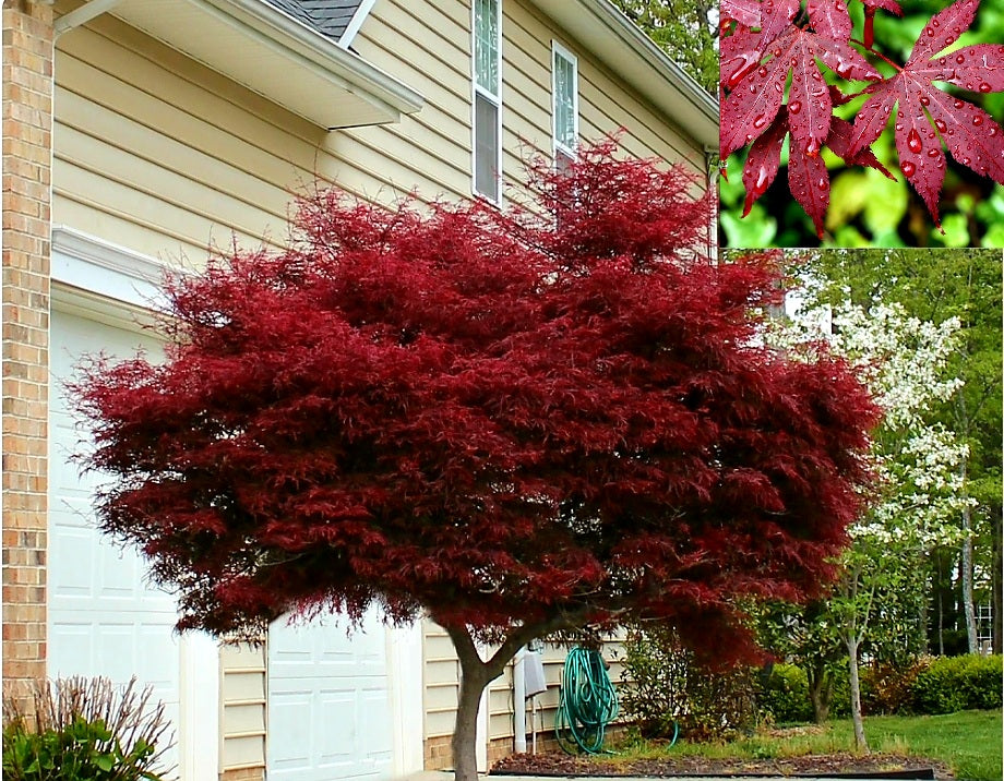 Acer' Emperor One™ Japanese Maple Tree