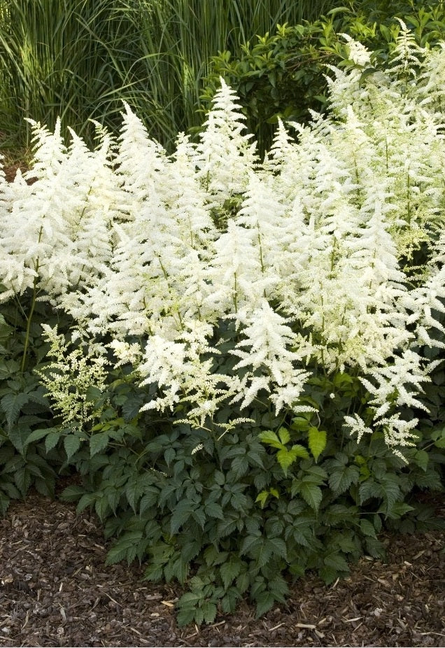 Astilbe' Bridal Veil