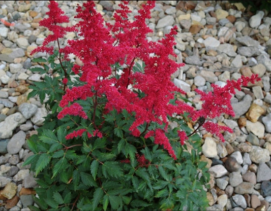 Astilbe' Fanal