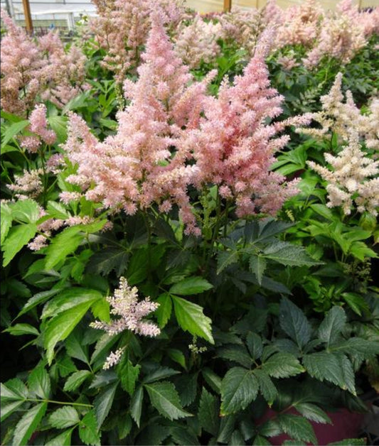 Astilbe' Peach Blossom