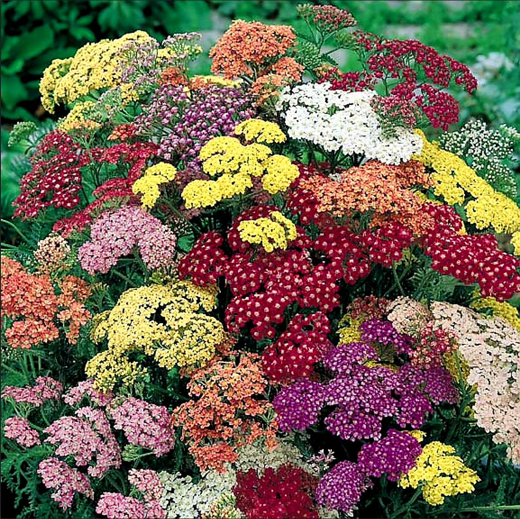 Achillea' Summer Pastels Yarrow