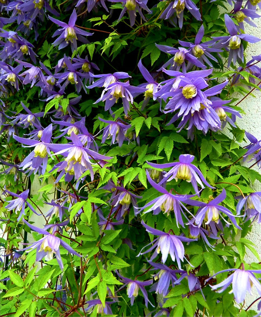 Clematis' Blue Boy