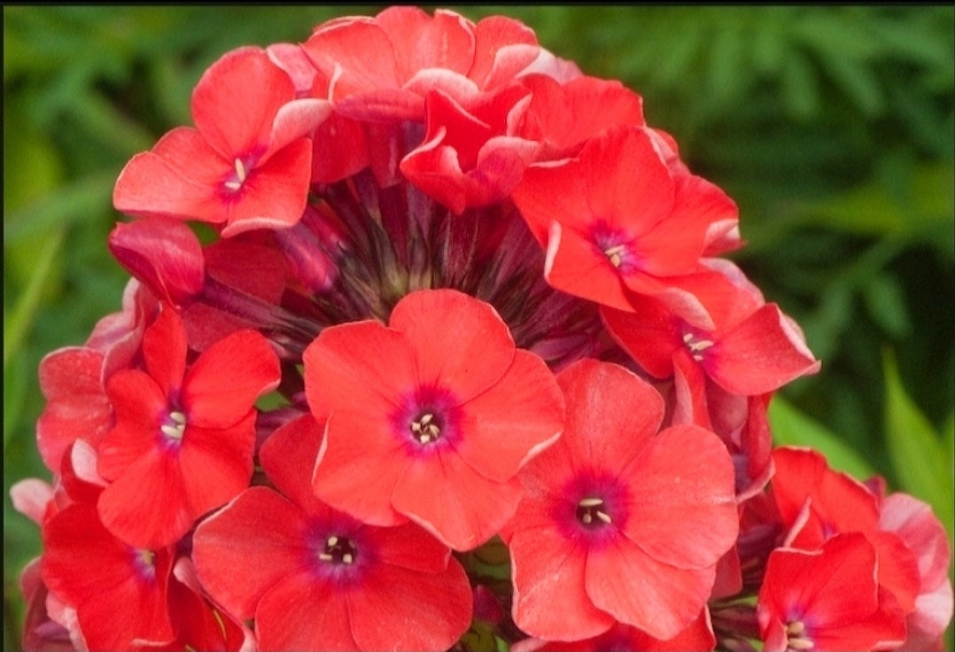 Phlox' Orange Perfection