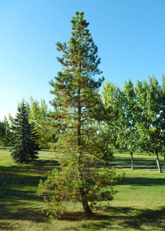 Pinus' Jack Pine Tree