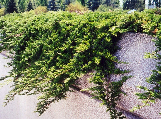 Juniperus' Prince of Wales Juniper