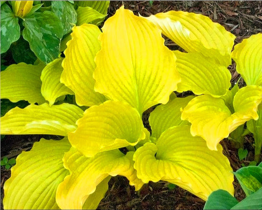 Hosta' Dancing Queen (Specialty Hosta)