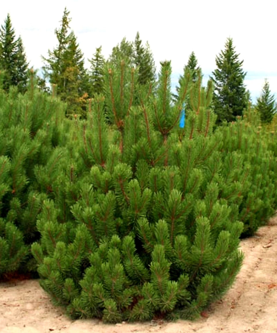 Pinus' Swiss Mountain Pine