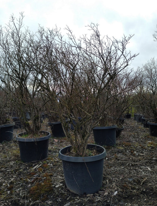 Vaccinium' Bluecrop Blueberry Tree