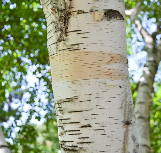 Betula' Quickscape Minis Paper Birch Tree