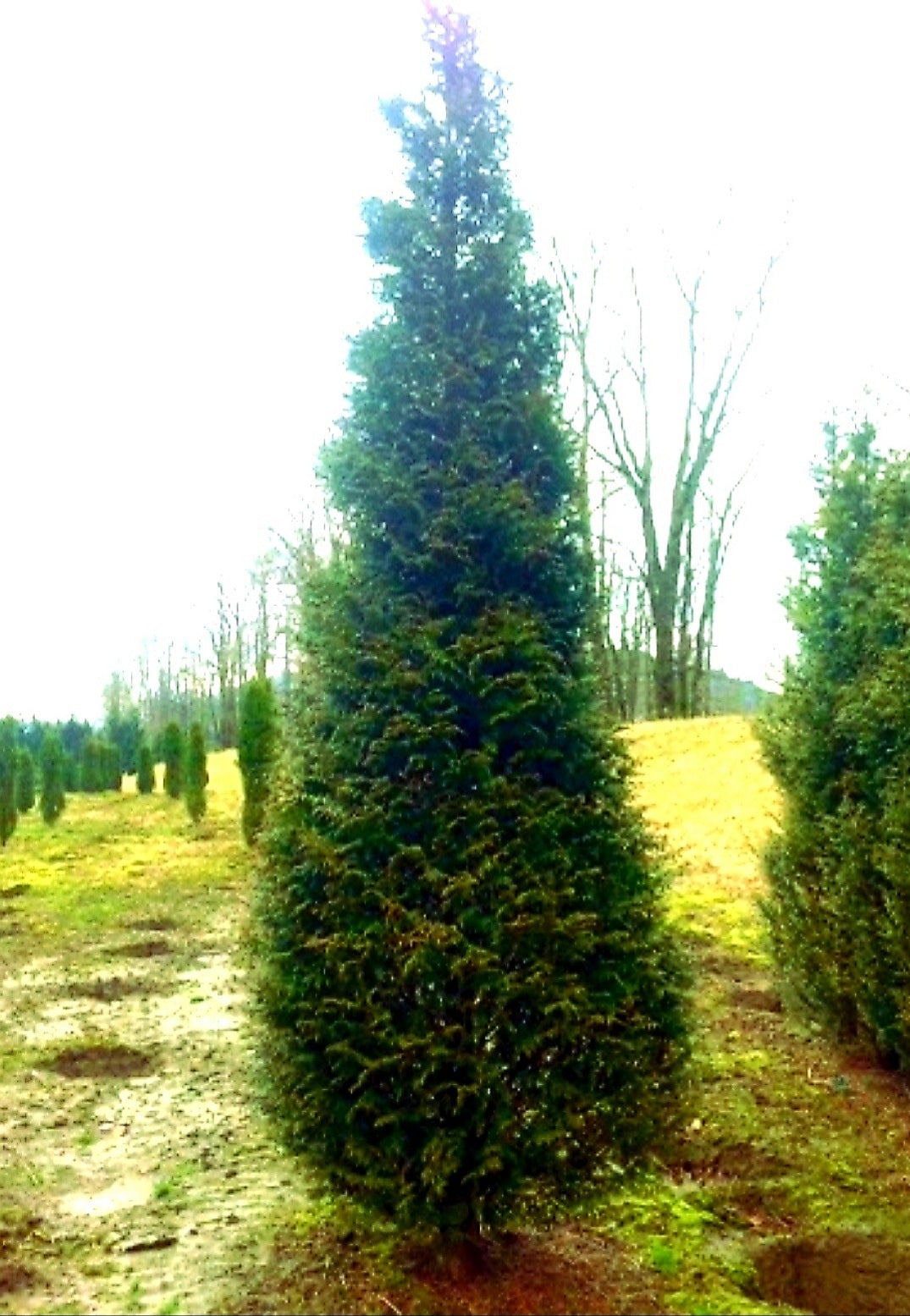 Thuja' Northern Spire Western Red Cedar