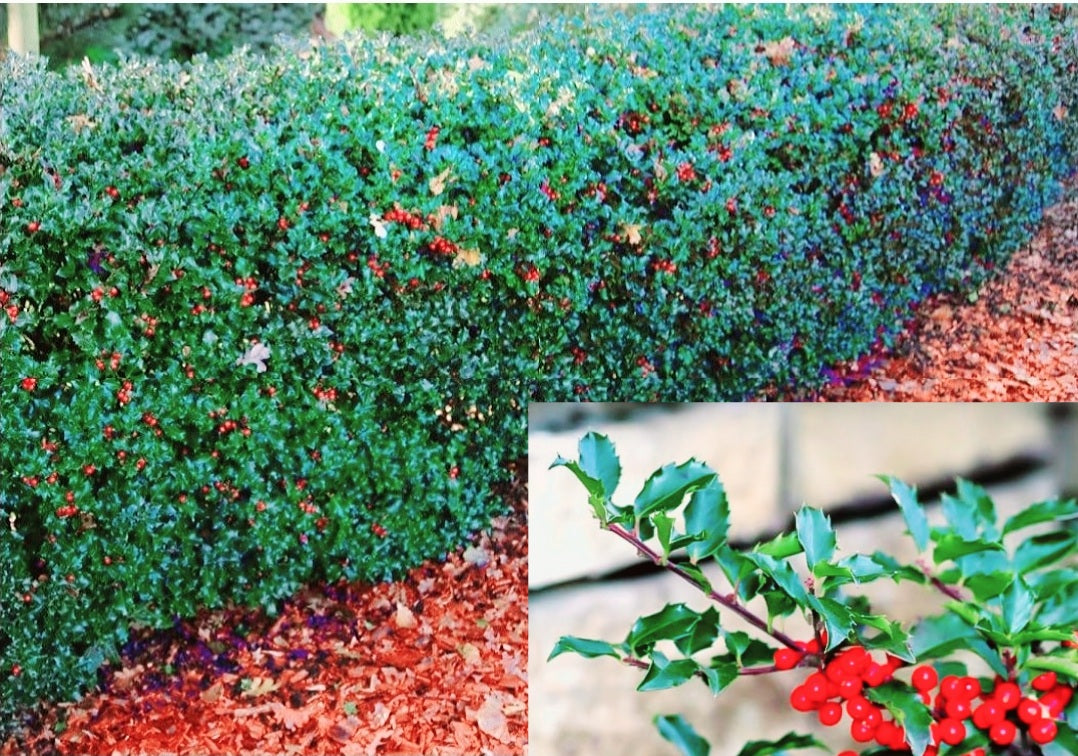 Ilex' Princess/Prince Blue Holly Combo (Male And Female In 1 Pot)