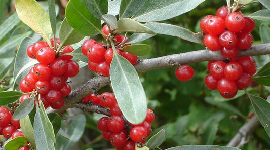 Shepherdia' Canada Buffaloberry