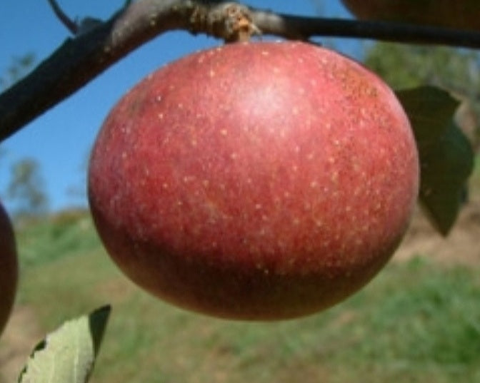 Malus' Dabinett Dwarf Single Varietal Vintage Cider Apple Tree